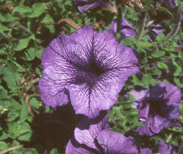 Petunia grandiflora ‘Blue Daddy’ flowers 1 of 1